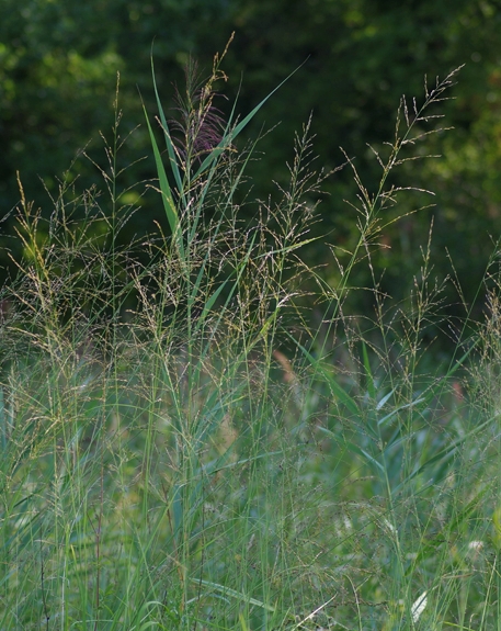 Pflanzenbild gross Rohr-Pfeifengras - Molinia arundinacea