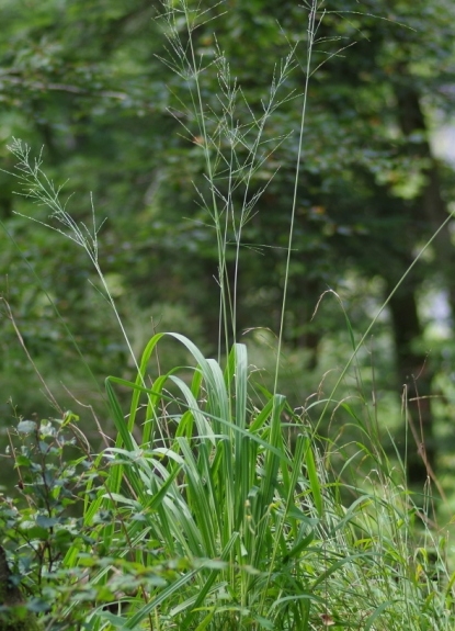 Pflanzenbild gross Rohr-Pfeifengras - Molinia arundinacea