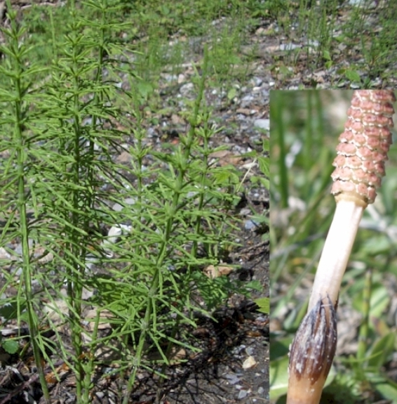 Pflanzenbild gross Acker-Schachtelhalm - Equisetum arvense
