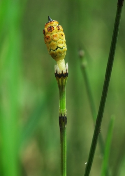 Pflanzenbild gross Bunter Schachtelhalm - Equisetum variegatum
