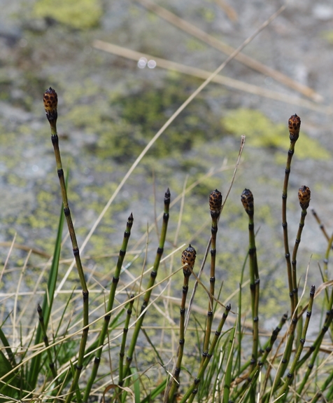 Pflanzenbild gross Bunter Schachtelhalm - Equisetum variegatum