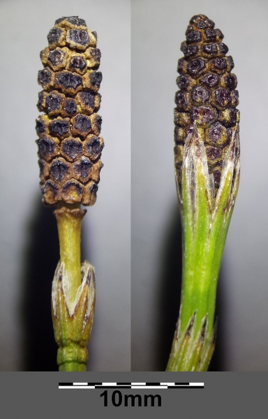 Pflanzenbild gross Sumpf-Schachtelhalm - Equisetum palustre