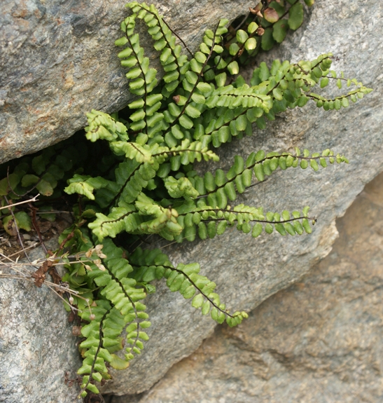 Pflanzenbild gross Braunstieliger Streifenfarn - Asplenium trichomanes