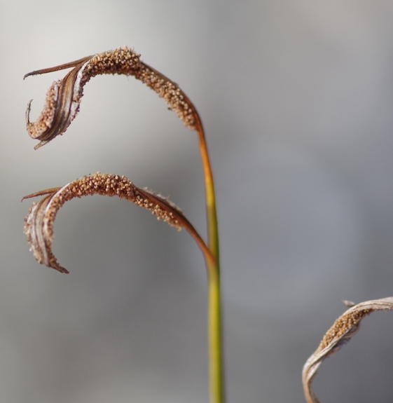 Pflanzenbild gross Nordischer Streifenfarn - Asplenium septentrionale
