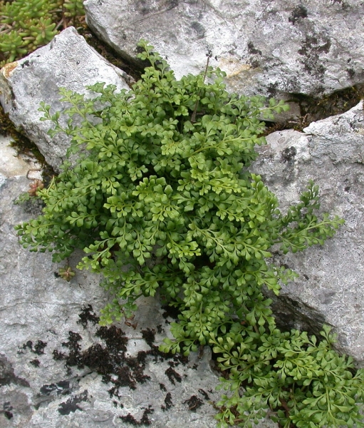 Pflanzenbild gross Mauerraute - Asplenium ruta-muraria