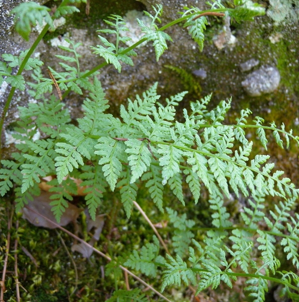 Pflanzenbild gross Zerbrechlicher Blasenfarn - Cystopteris fragilis