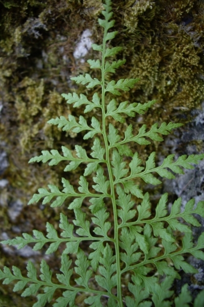 Pflanzenbild gross Zerbrechlicher Blasenfarn - Cystopteris fragilis