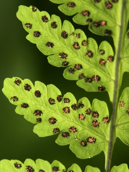Pflanzenbild gross Eichenfarn - Gymnocarpium dryopteris