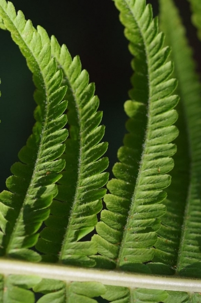 Pflanzenbild gross Straussfarn - Matteuccia struthiopteris