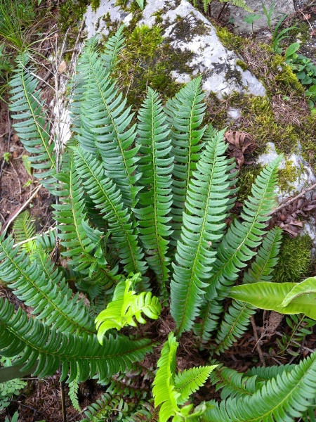 Pflanzenbild gross Lanzenfarn - Polystichum lonchitis