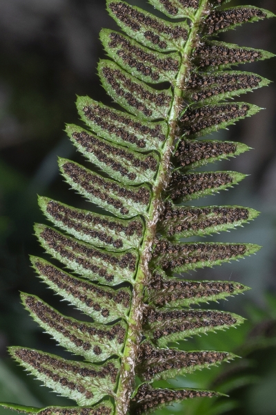 Pflanzenbild gross Lanzenfarn - Polystichum lonchitis