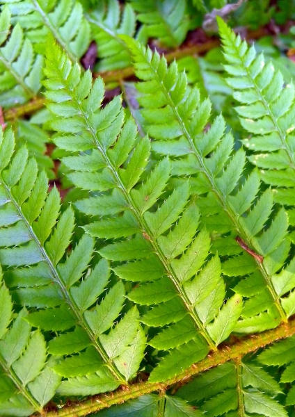 Pflanzenbild gross Gelappter Schildfarn - Polystichum aculeatum