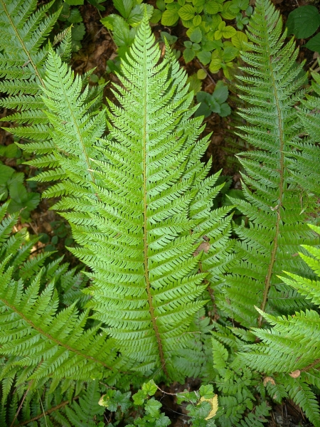 Pflanzenbild gross Gelappter Schildfarn - Polystichum aculeatum
