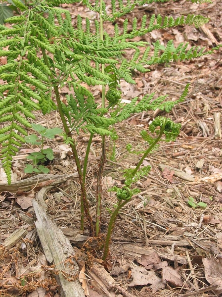 Pflanzenbild gross Breiter Wurmfarn - Dryopteris dilatata