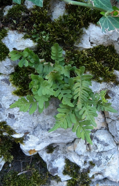 Pflanzenbild gross Gemeiner Tüpfelfarn - Polypodium vulgare