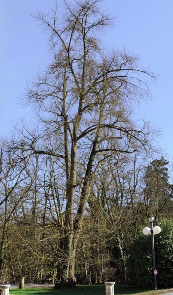 Pflanzenbild gross Ginko - Ginkgo biloba