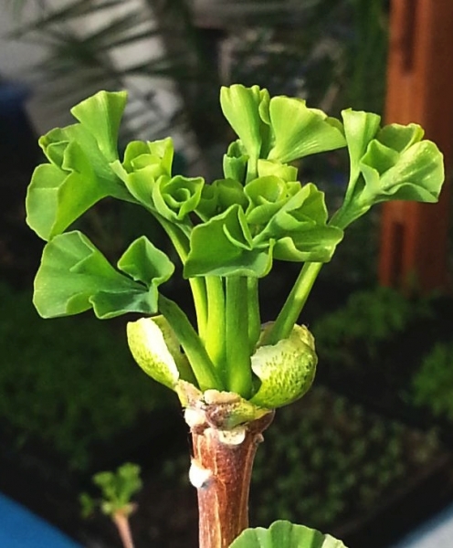 Pflanzenbild gross Ginko - Ginkgo biloba