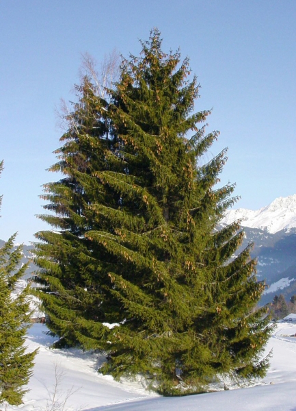 Pflanzenbild gross Fichte - Picea abies