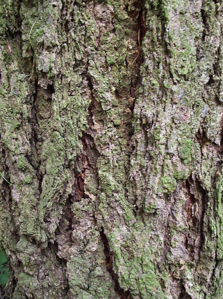 Pflanzenbild gross Europäische Lärche - Larix decidua