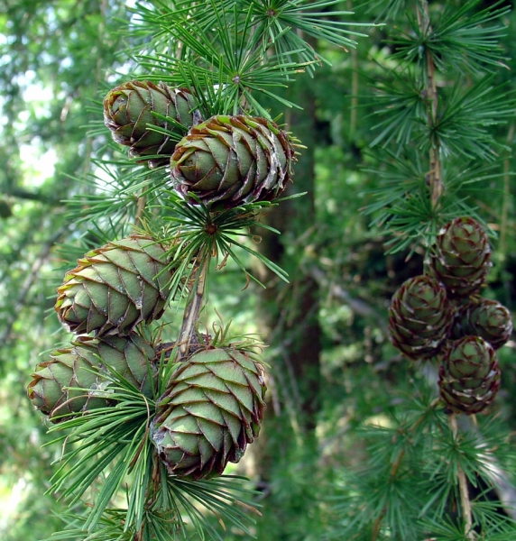 Pflanzenbild gross Europäische Lärche - Larix decidua