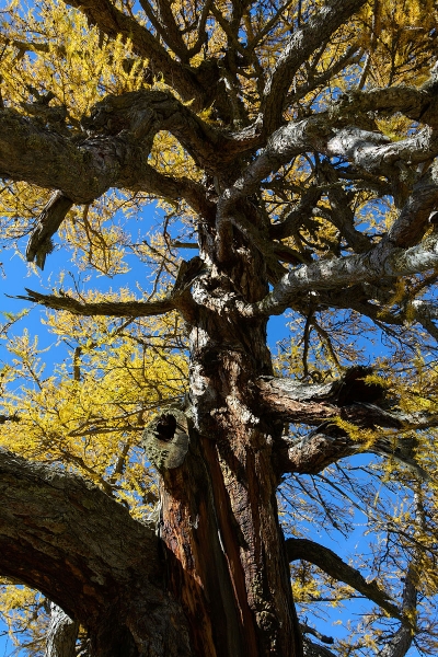 Pflanzenbild gross Europäische Lärche - Larix decidua