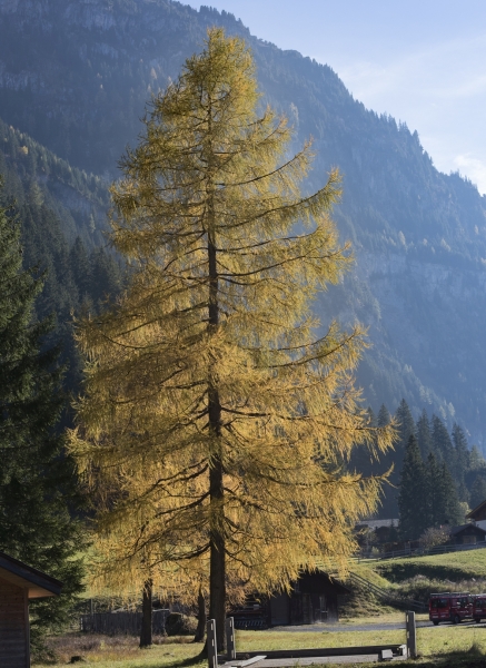 Pflanzenbild gross Europäische Lärche - Larix decidua