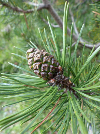 Pflanzenbild gross Leg-Föhre - Pinus mugo subsp. mugo