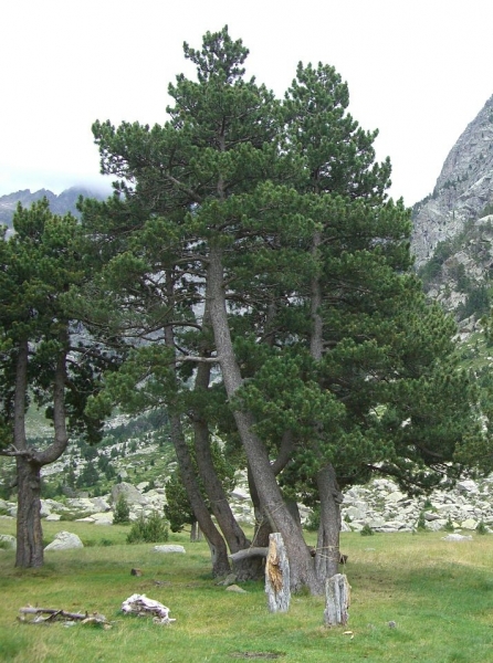 Pflanzenbild gross Aufrechte Berg-Föhre - Pinus mugo subsp. uncinata