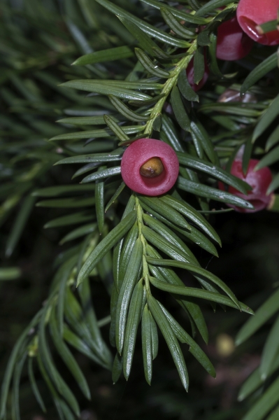 Pflanzenbild gross Eibe - Taxus baccata