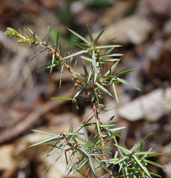 Pflanzenbild gross Gewöhnlicher Wacholder - Juniperus communis subsp. communis