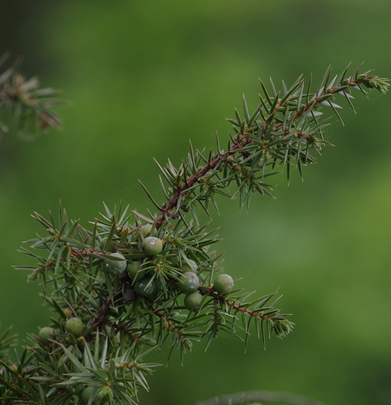Pflanzenbild gross Gewöhnlicher Wacholder - Juniperus communis subsp. communis
