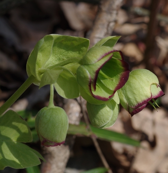 Pflanzenbild gross Stinkende Nieswurz - Helleborus foetidus
