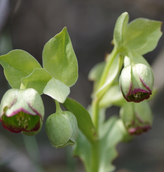 Pflanzenbild gross Stinkende Nieswurz - Helleborus foetidus