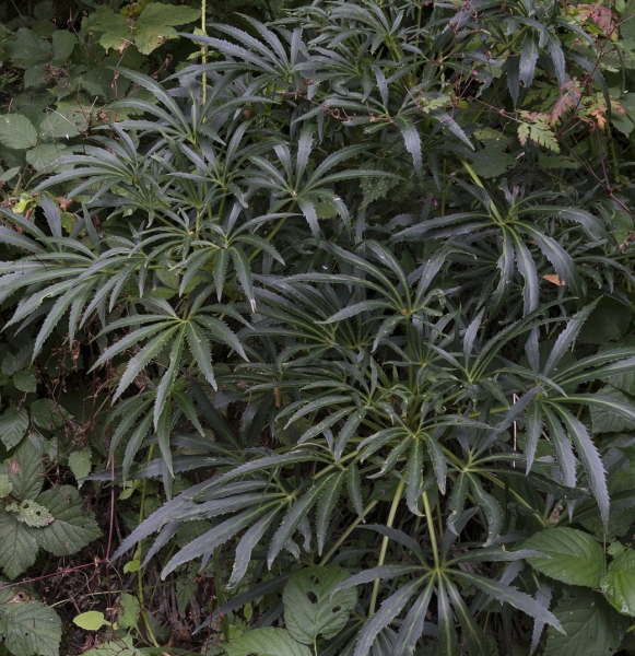 Pflanzenbild gross Stinkende Nieswurz - Helleborus foetidus