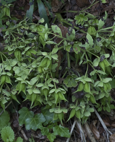 Pflanzenbild gross Stinkende Nieswurz - Helleborus foetidus