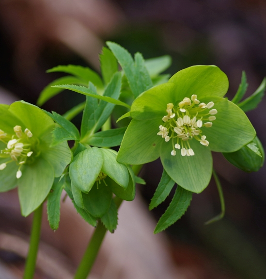 Pflanzenbild gross Grüne Nieswurz - Helleborus viridis