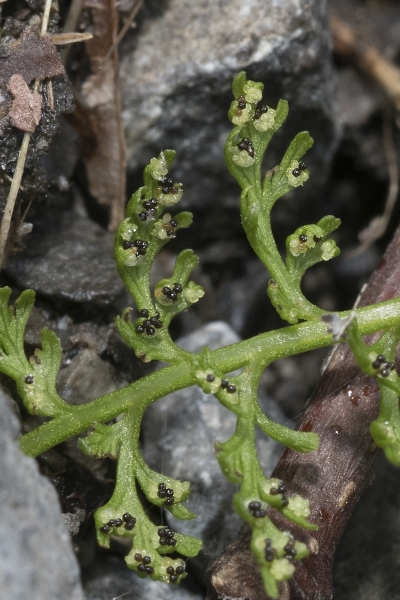 Pflanzenbild gross Alpen-Blasenfarn - Cystopteris alpina