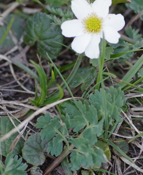 Pflanzenbild gross Rautenblättrige Schmuckblume - Callianthemum coriandrifolium
