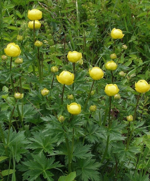 Pflanzenbild gross Europäische Trollblume - Trollius europaeus