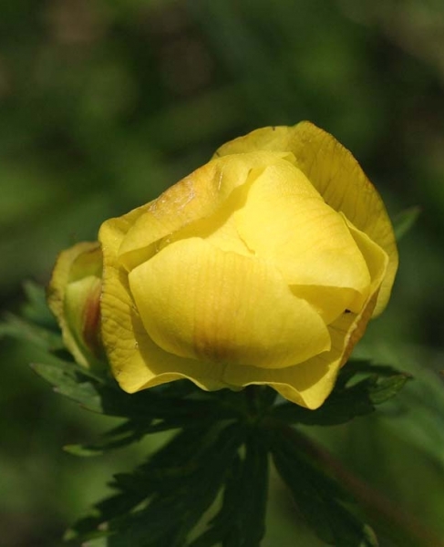 Pflanzenbild gross Europäische Trollblume - Trollius europaeus