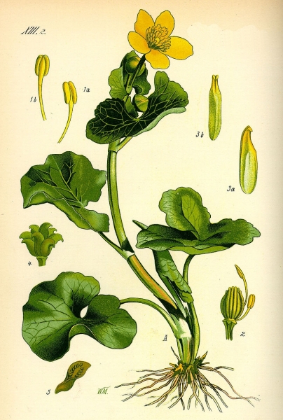 Pflanzenbild gross Sumpf-Dotterblume - Caltha palustris