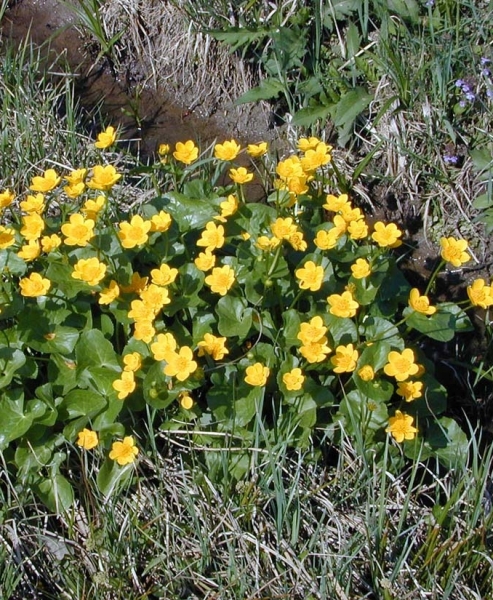 Pflanzenbild gross Sumpf-Dotterblume - Caltha palustris