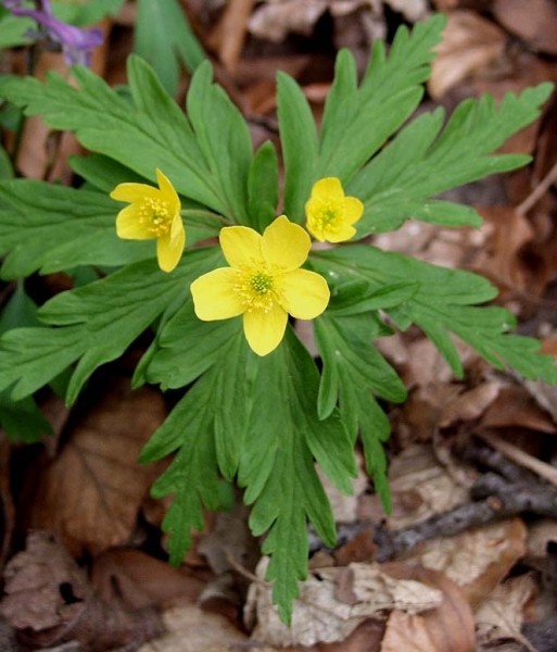 Pflanzenbild gross Gelbes Windröschen - Anemone ranunculoides
