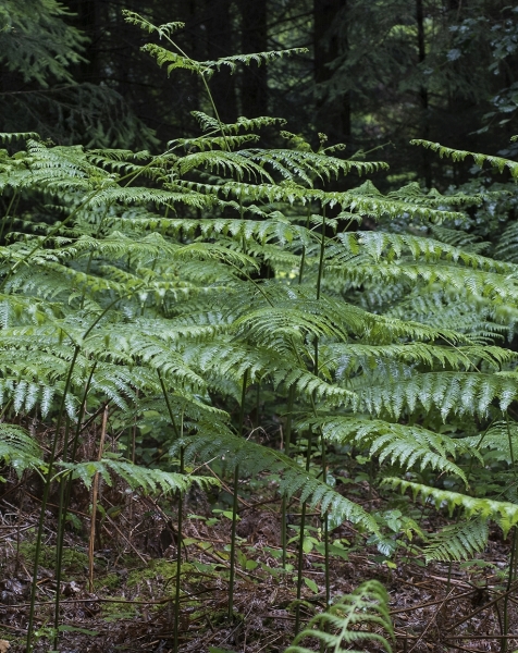 Pflanzenbild gross Adlerfarn - Pteridium aquilinum