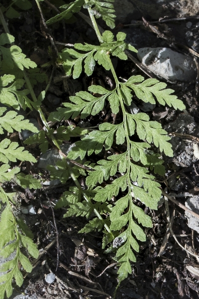 Pflanzenbild gross Zerbrechlicher Blasenfarn - Cystopteris fragilis