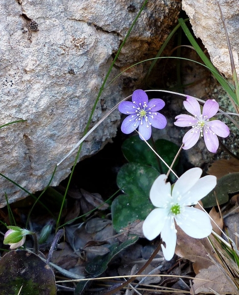 Pflanzenbild gross Leberblümchen - Hepatica nobilis