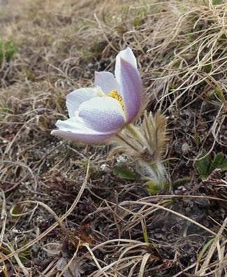Pflanzenbild gross Frühlings-Anemone - Pulsatilla vernalis
