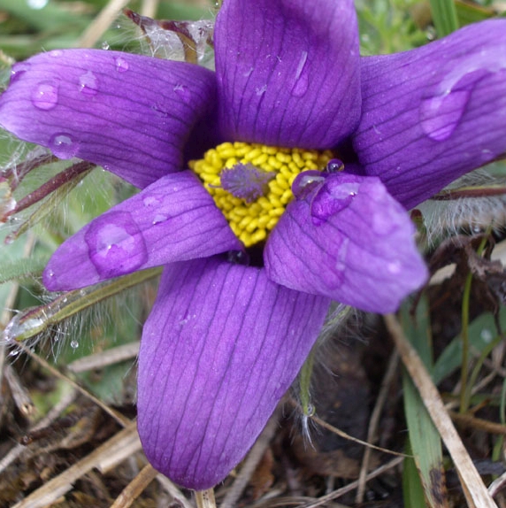Pflanzenbild gross Gemeine Kuhschelle - Pulsatilla vulgaris