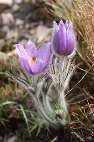 Pflanzenbild gross Gemeine Kuhschelle - Pulsatilla vulgaris