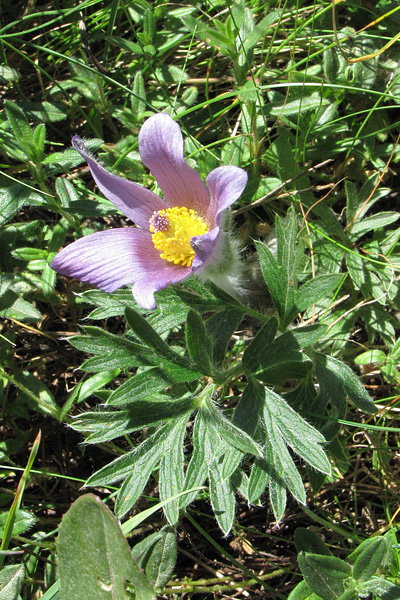 Pflanzenbild gross Hallers Anemone - Pulsatilla halleri